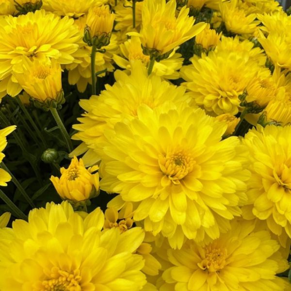 Mums (Hardy) -- 10" Hanging Basket - Image 5