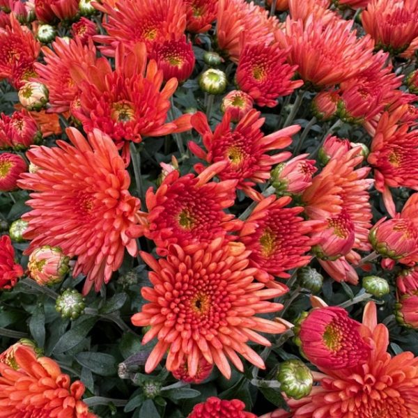 Mums (Hardy) -- 10" Hanging Basket - Image 2