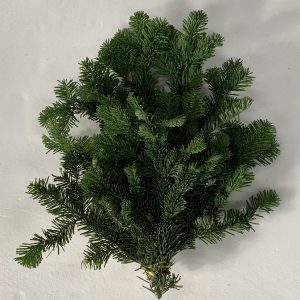 Silver Fir Bunch