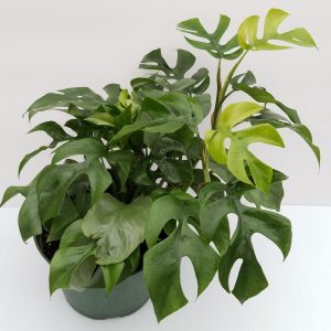 Philodendron minima