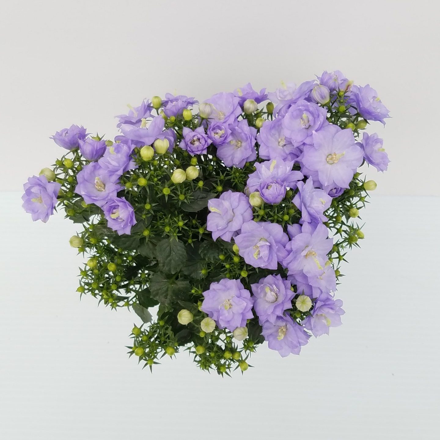 Campanula 4in. - Image 3