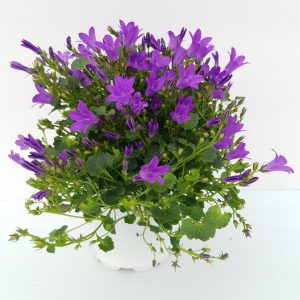 Campanula 4in.