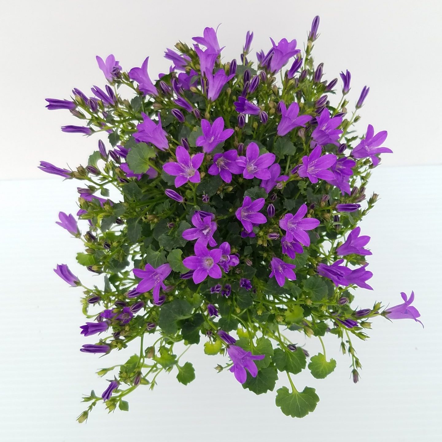 Campanula 4in. - Image 2