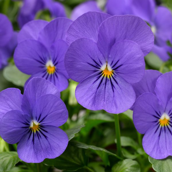 Viola - Image 4