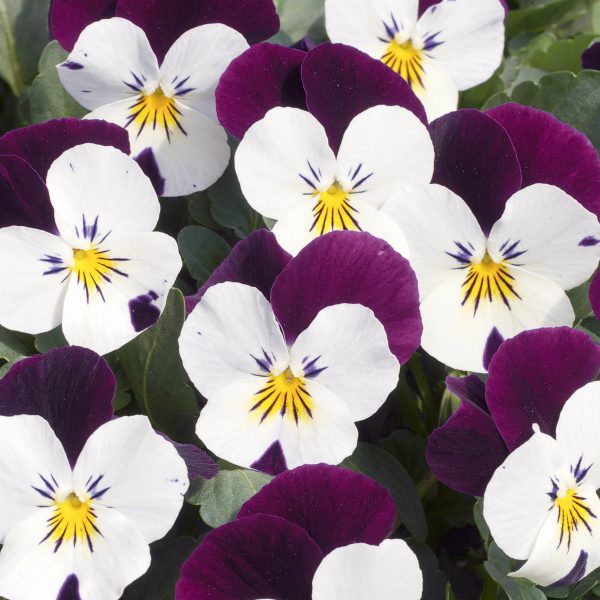 Viola