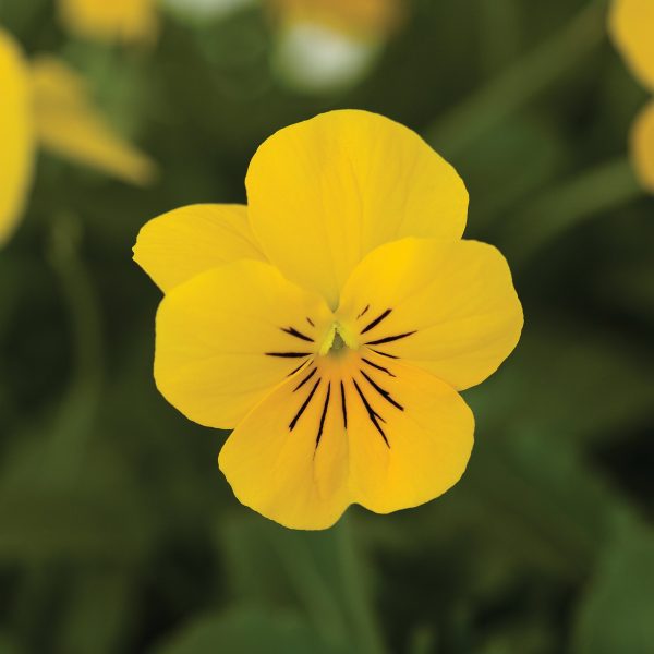 Viola - Image 2