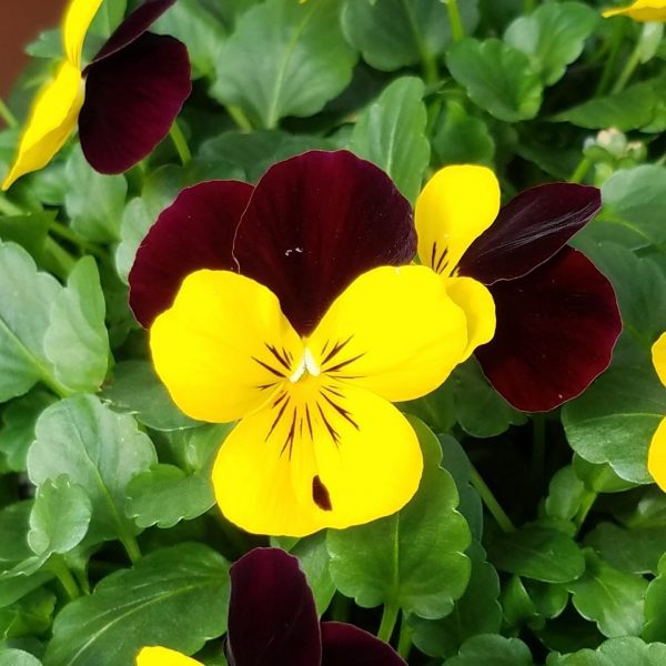 Viola - Image 10