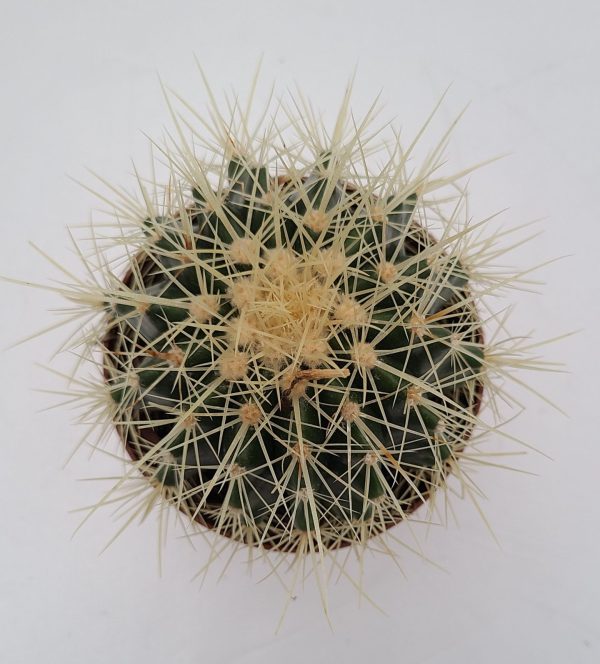 Cactus, Golden Barrel - Image 3