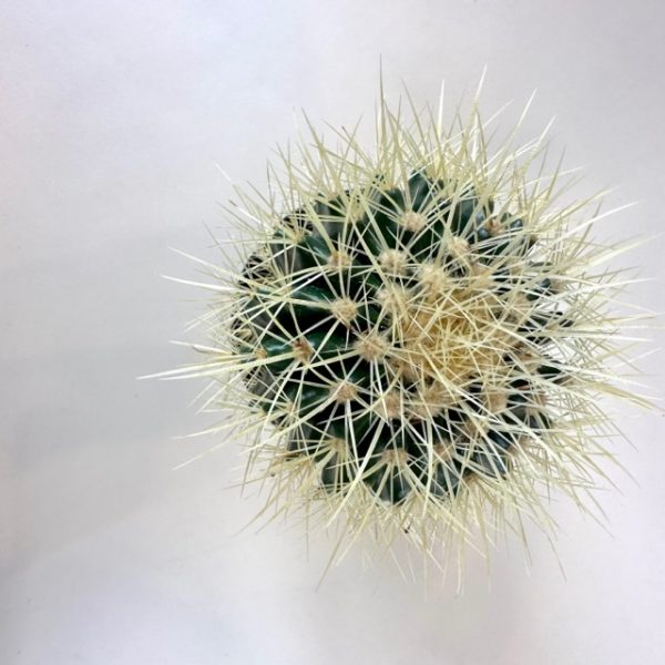 Cactus, Golden Barrel - Image 2