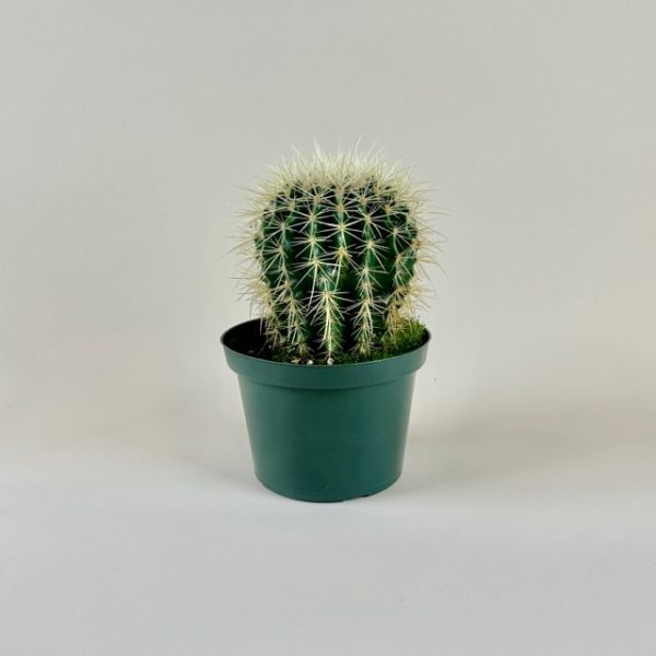 Cactus, Golden Barrel