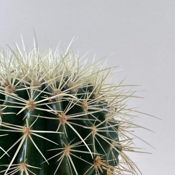 Cactus, Golden Barrel - Image 4