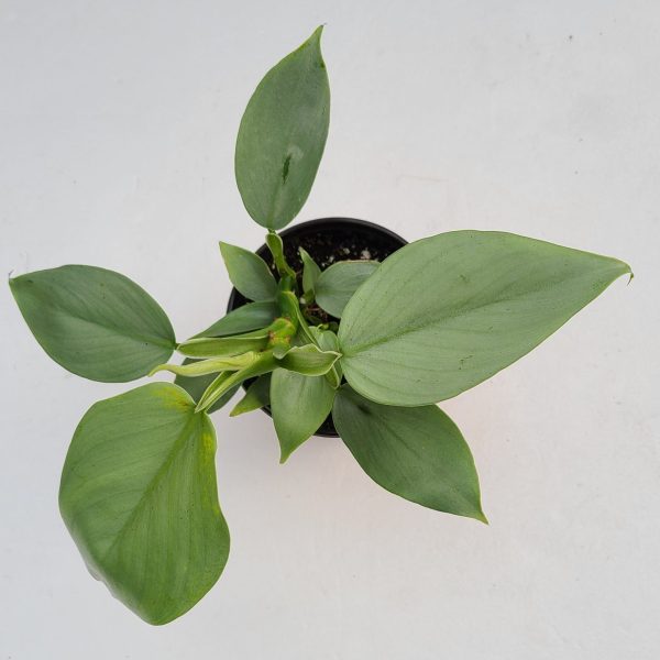 Philodendron 'Silver Sword' - Image 2