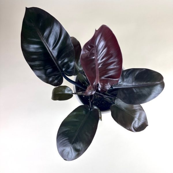 Philodendron 'Black Cardinal' - Image 4