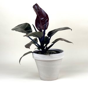Philodendron 'Black Cardinal'
