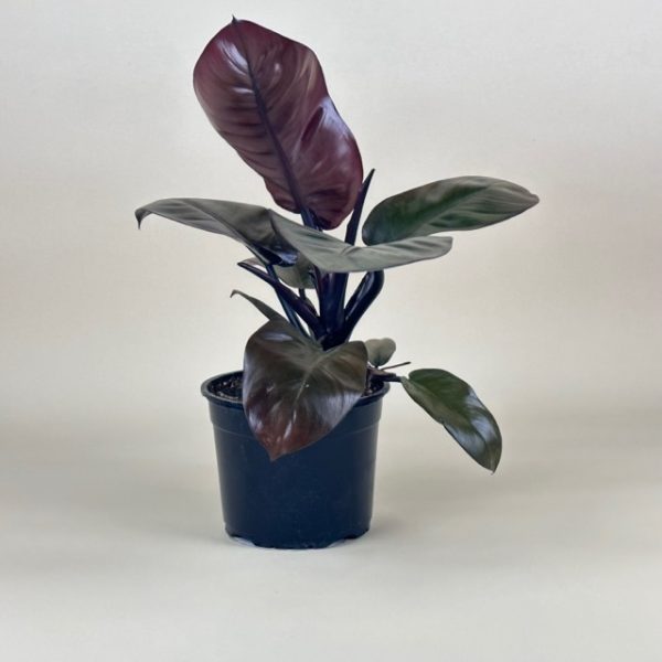 Philodendron 'Black Cardinal' - Image 2