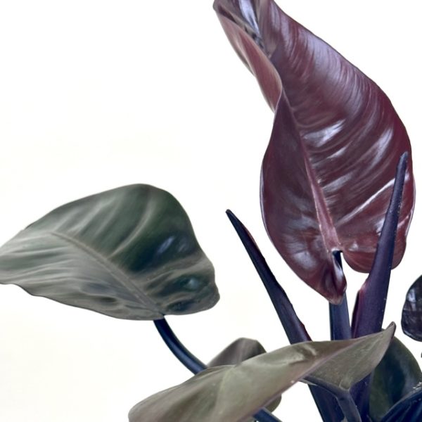Philodendron 'Black Cardinal' - Image 3