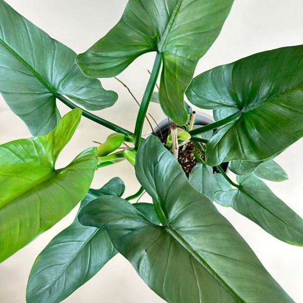 Philodendron 'Silver Sword' - Image 6