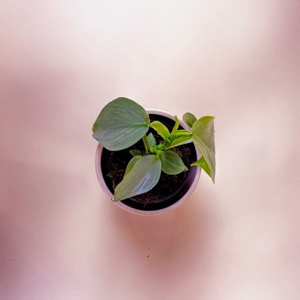 Philodendron 'Silver Sword' - Image 3
