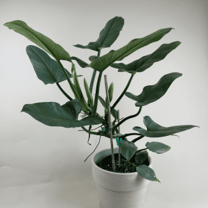 Philodendron 'Silver Sword'