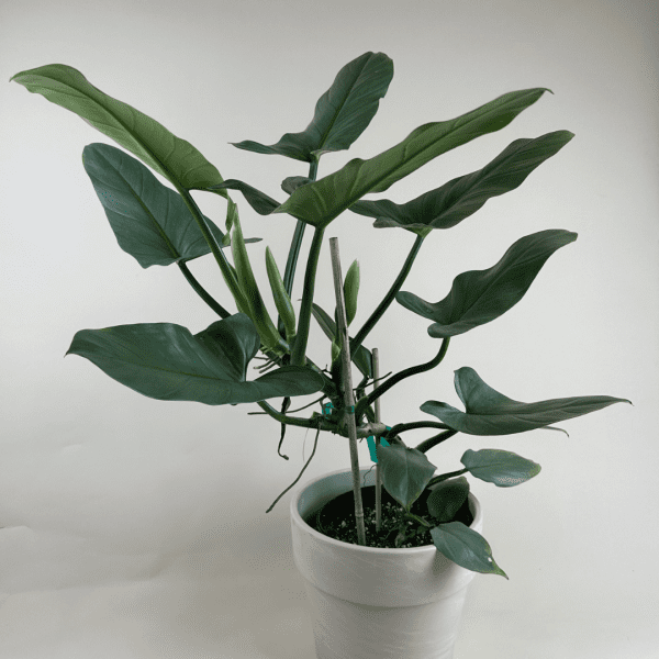 Philodendron 'Silver Sword'