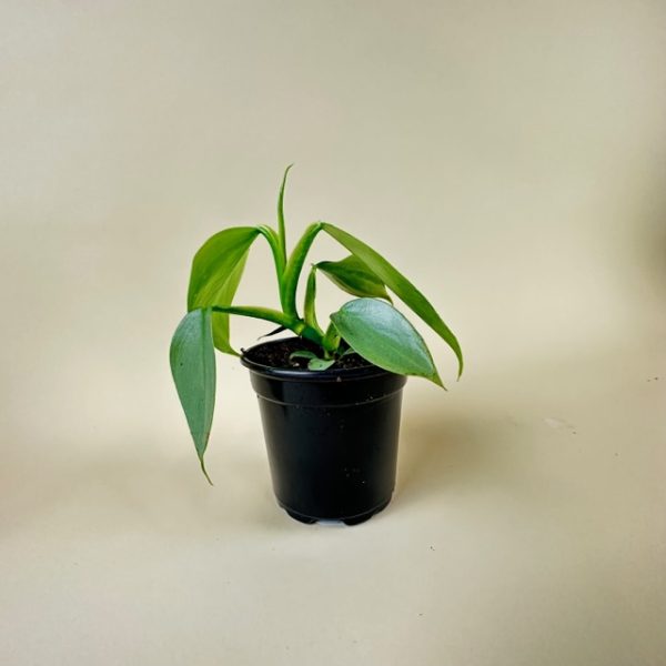 Philodendron 'Silver Sword' - Image 5