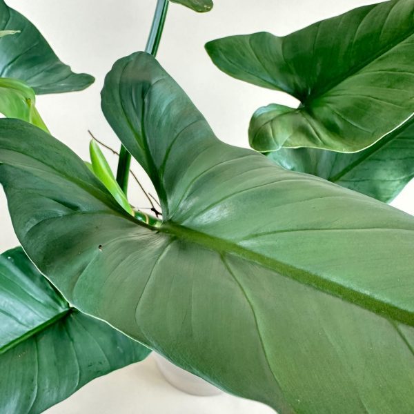 Philodendron 'Silver Sword' - Image 8