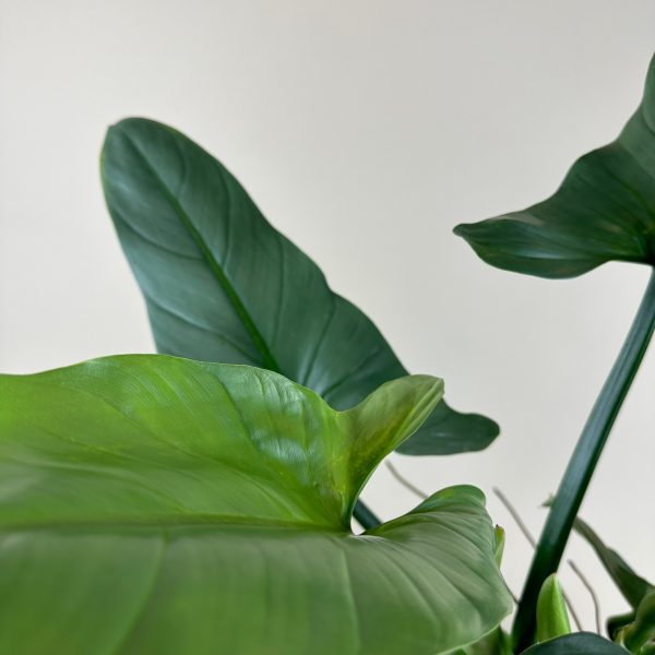 Philodendron 'Silver Sword' - Image 7
