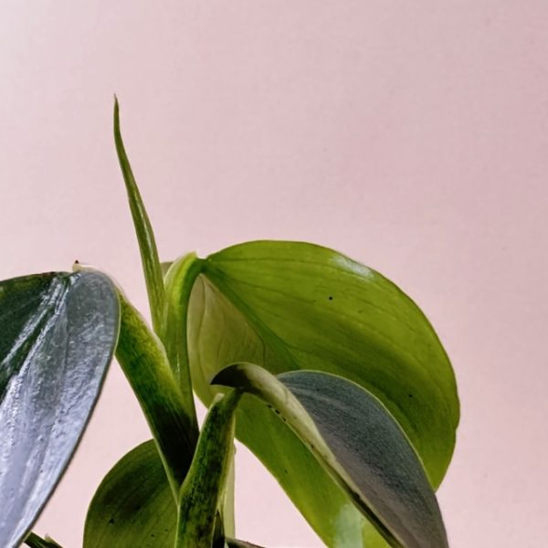 Philodendron 'Silver Sword' - Image 4
