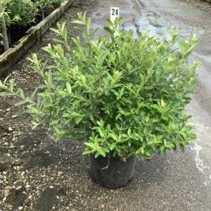 Willow, Pink Pussy Willow 'Mount Aso' G3