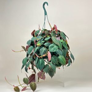 Philodendron micans