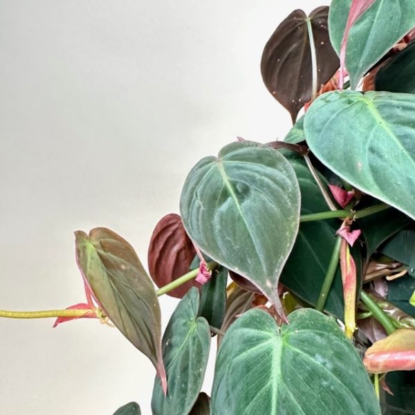 Philodendron micans - Image 2