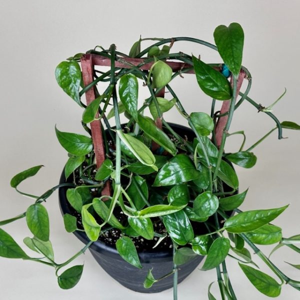 Pothos, Dragon Tail - Image 4