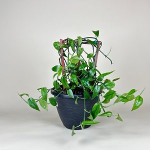 Pothos, Dragon Tail
