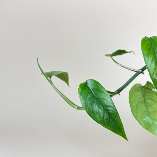 Pothos, Dragon Tail - Image 2