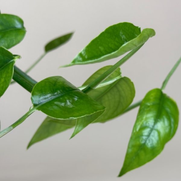 Pothos, Dragon Tail - Image 3