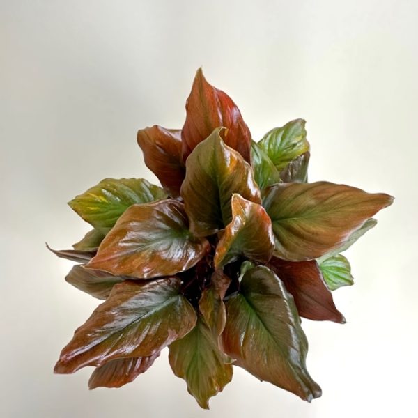 Homalomena 'Flaming Red' - Image 6