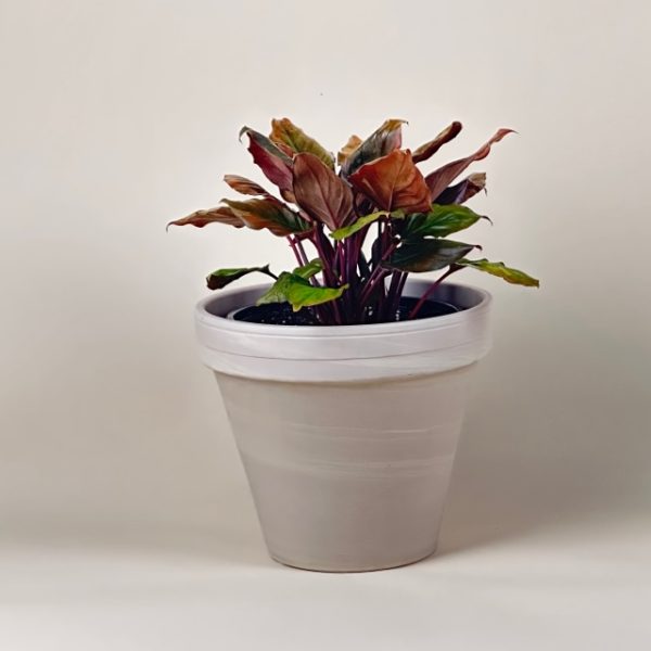 Homalomena 'Flaming Red' - Image 8