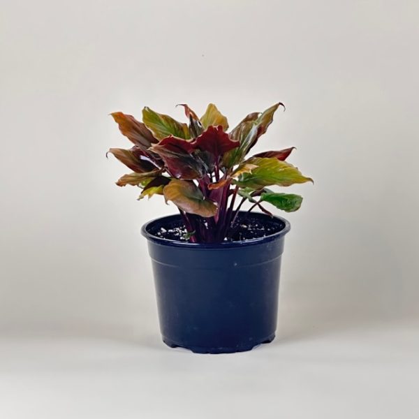 Homalomena 'Flaming Red' - Image 7
