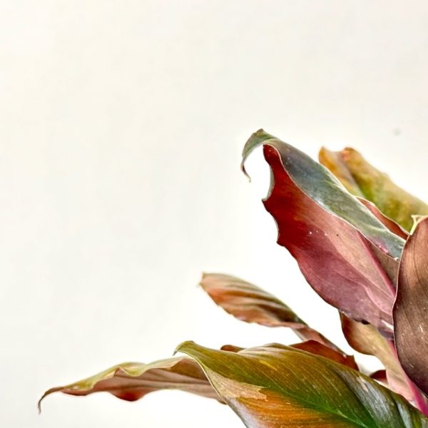 Homalomena 'Flaming Red' - Image 5