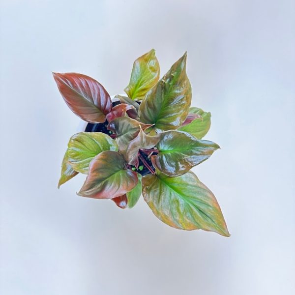 Homalomena 'Flaming Red' - Image 2