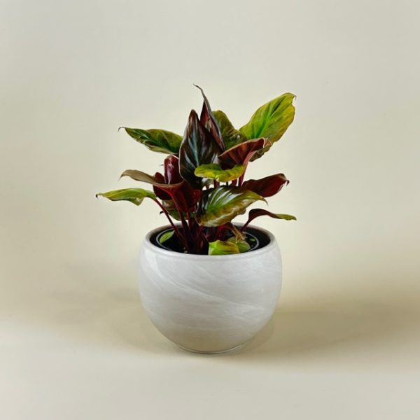 Homalomena 'Flaming Red'