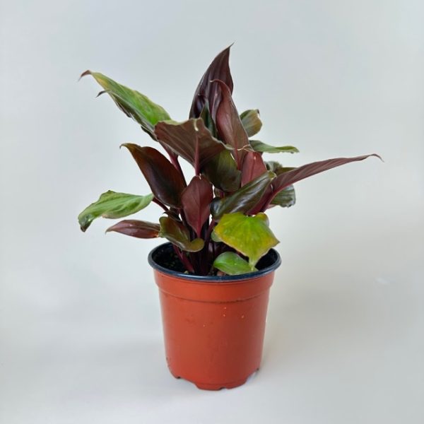 Homalomena 'Flaming Red' - Image 4