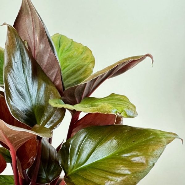 Homalomena 'Flaming Red' - Image 3