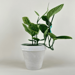 Monstera Peru