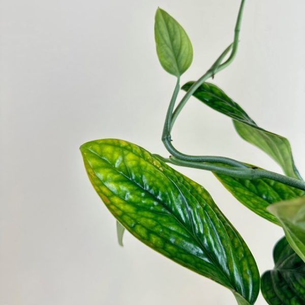 Monstera Peru - Image 2