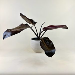 Philodendron 'Cathaline'