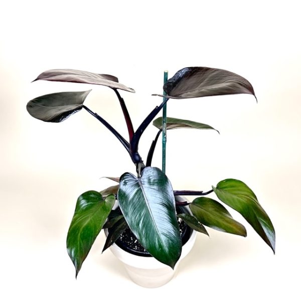 Philodendron 'Dark Lord' - Image 4