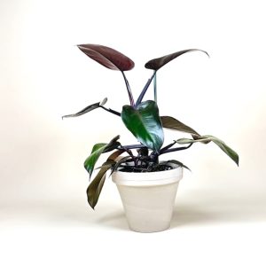 Philodendron 'Dark Lord'
