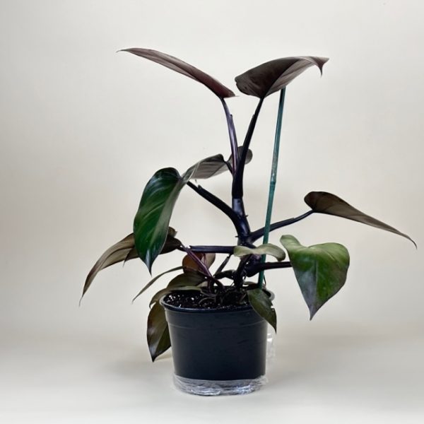 Philodendron 'Dark Lord' - Image 5