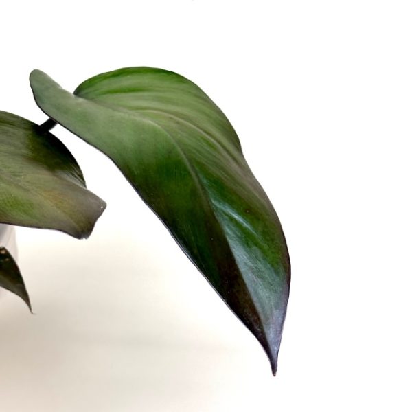 Philodendron 'Dark Lord' - Image 2